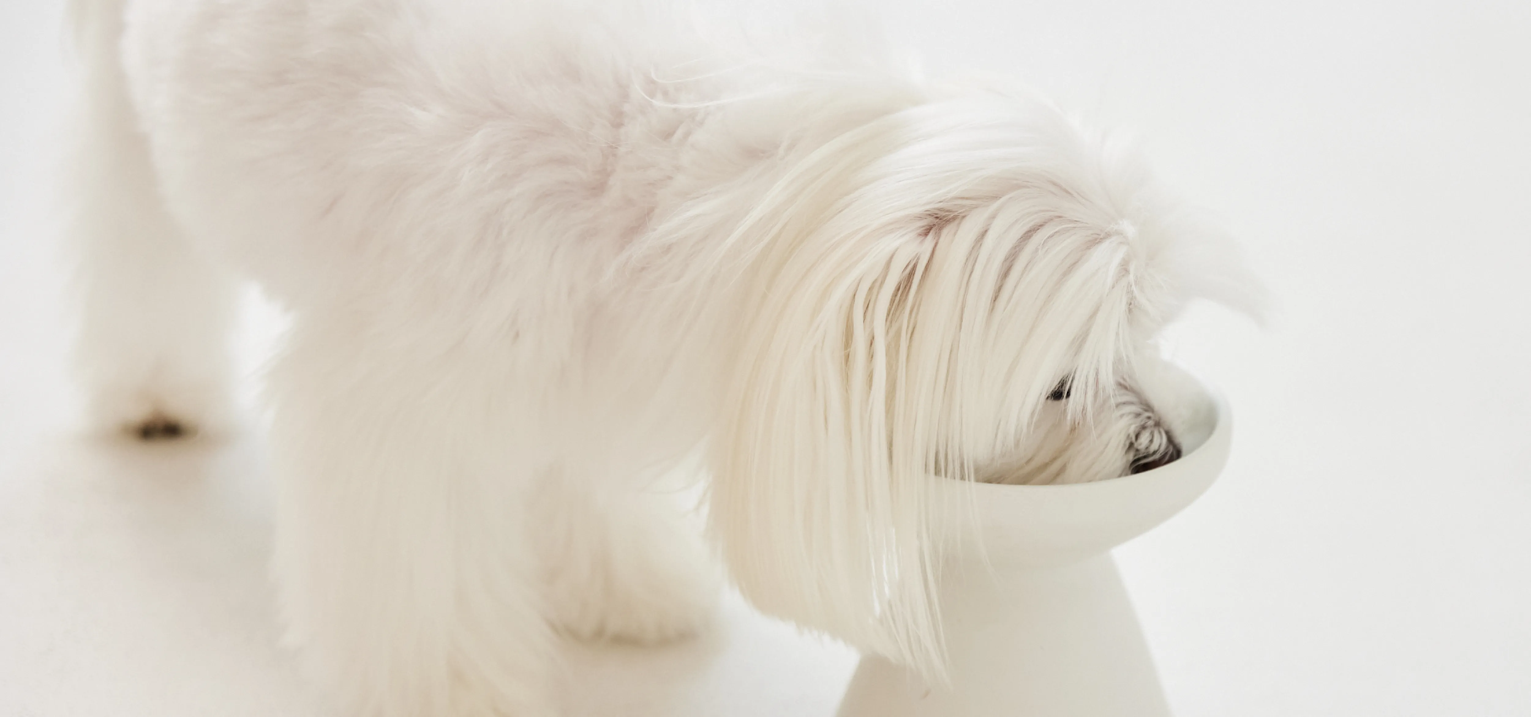 ワンちゃんの画像②