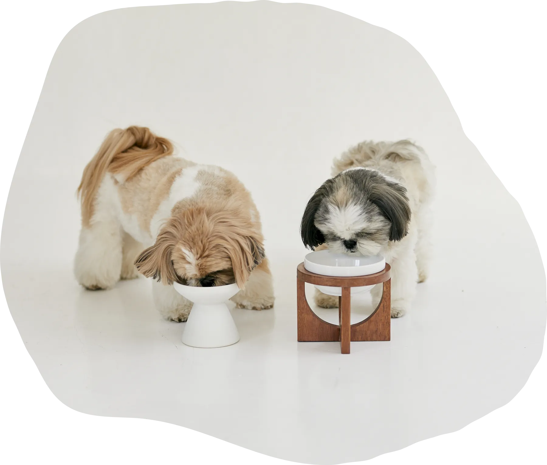 2匹のワンちゃんがお菓子を食べているイメージ画像