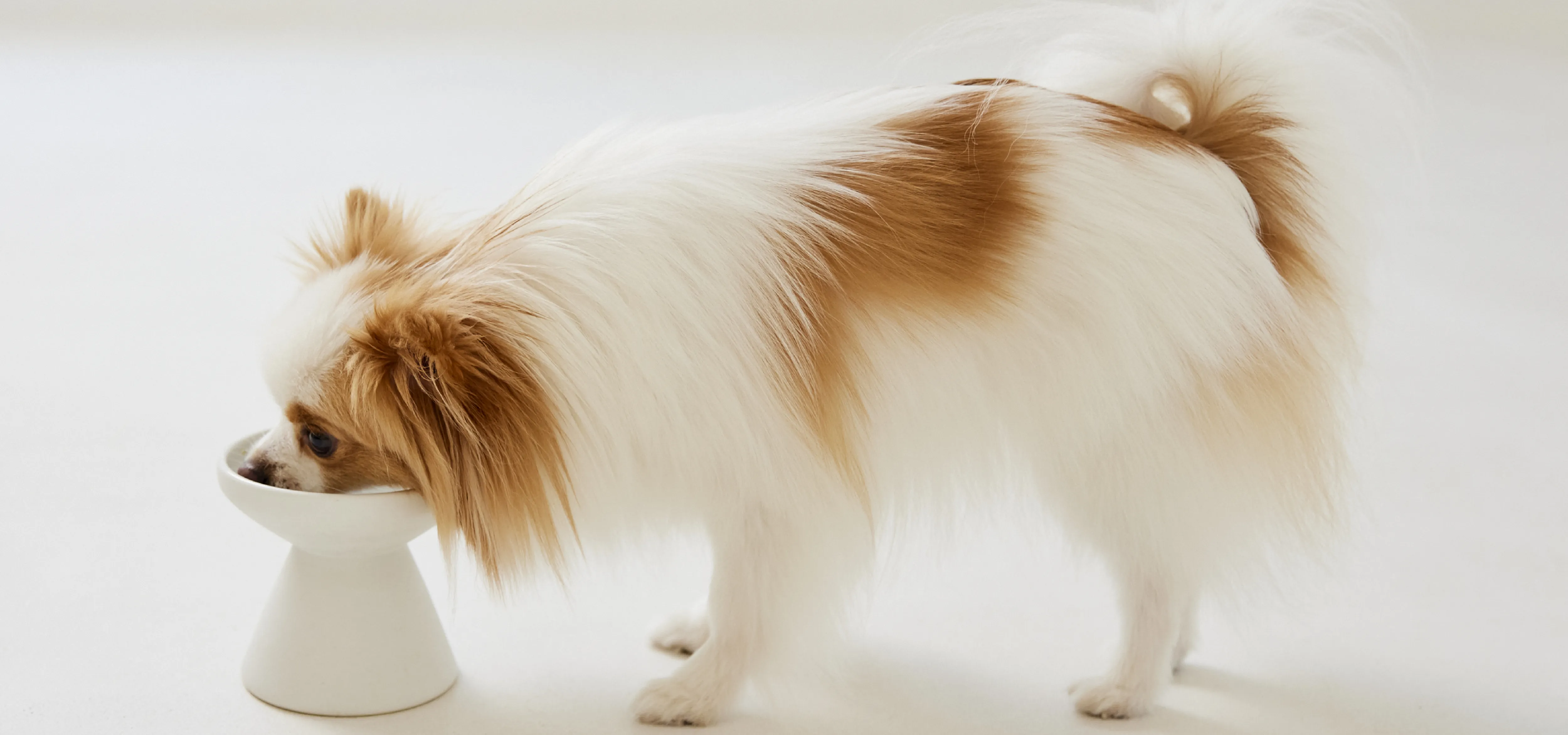 ワンちゃんの画像①