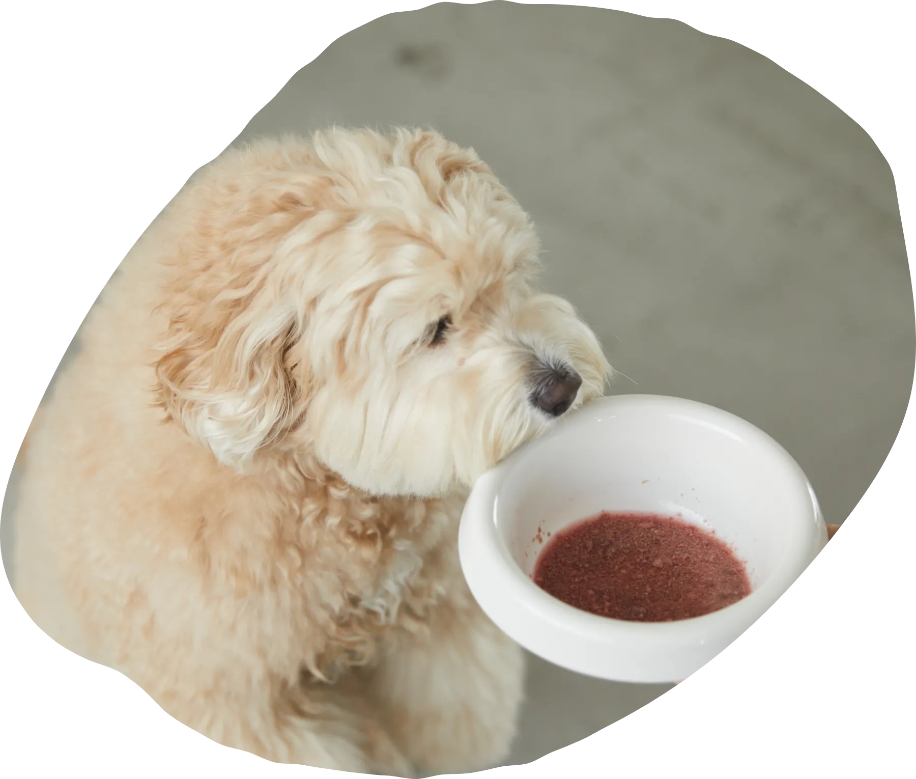 ワンちゃんがwansoupを飲んでいるイメージ画像