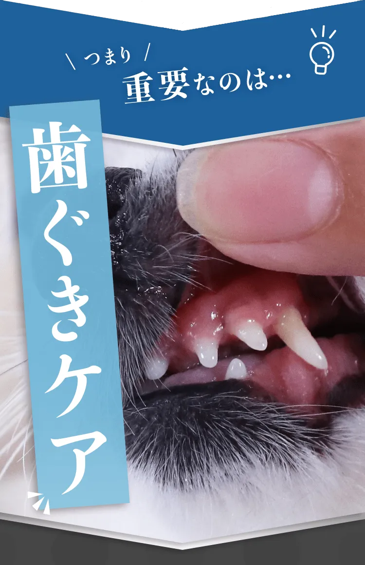 \ つまり / 重要なのは… 歯ぐきケア