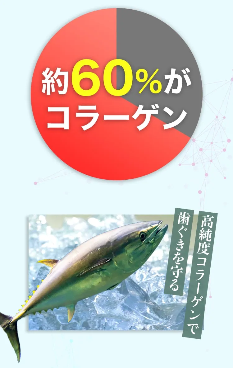 約60％が コラーゲン 高純度コラーゲンで 歯ぐきを守る