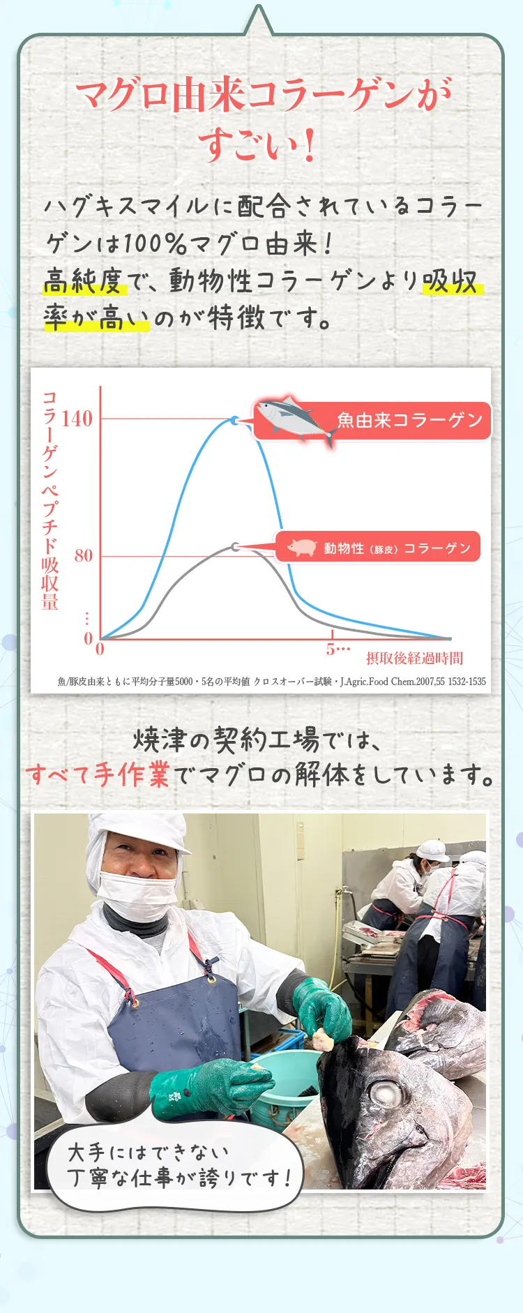 マグロ由来コラーゲンがすごい！ハグキスマイルに配合されているコラーゲンは100％マグロ由来！高純度で、動物性コラーゲンより吸収率が高いのが特徴です。コラーゲンペプチド吸収量 魚/豚皮由来ともに平均分子量5000・5名の平均値 クロスオーバー試験・J.Agric.Food Chem.2007,55 1532-1535 焼津の契約工場では、すべて手作業でマグロの解体をしています。大手にはできない丁寧な仕事が誇りです！