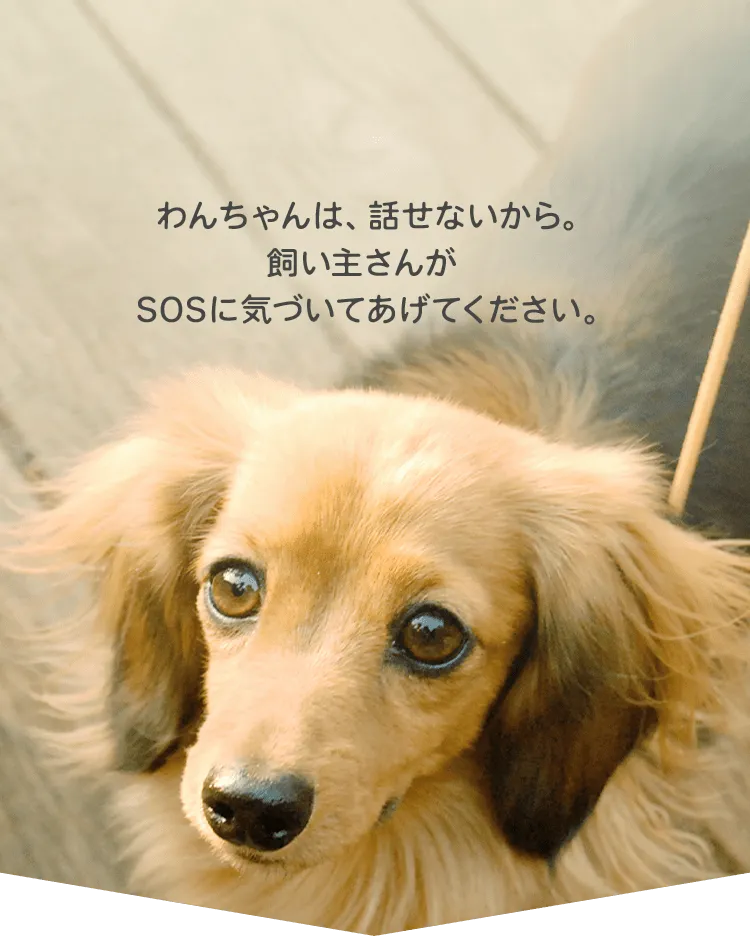 わんちゃんは、話せないから。飼い主さんがSOSに気づいてあげてください。