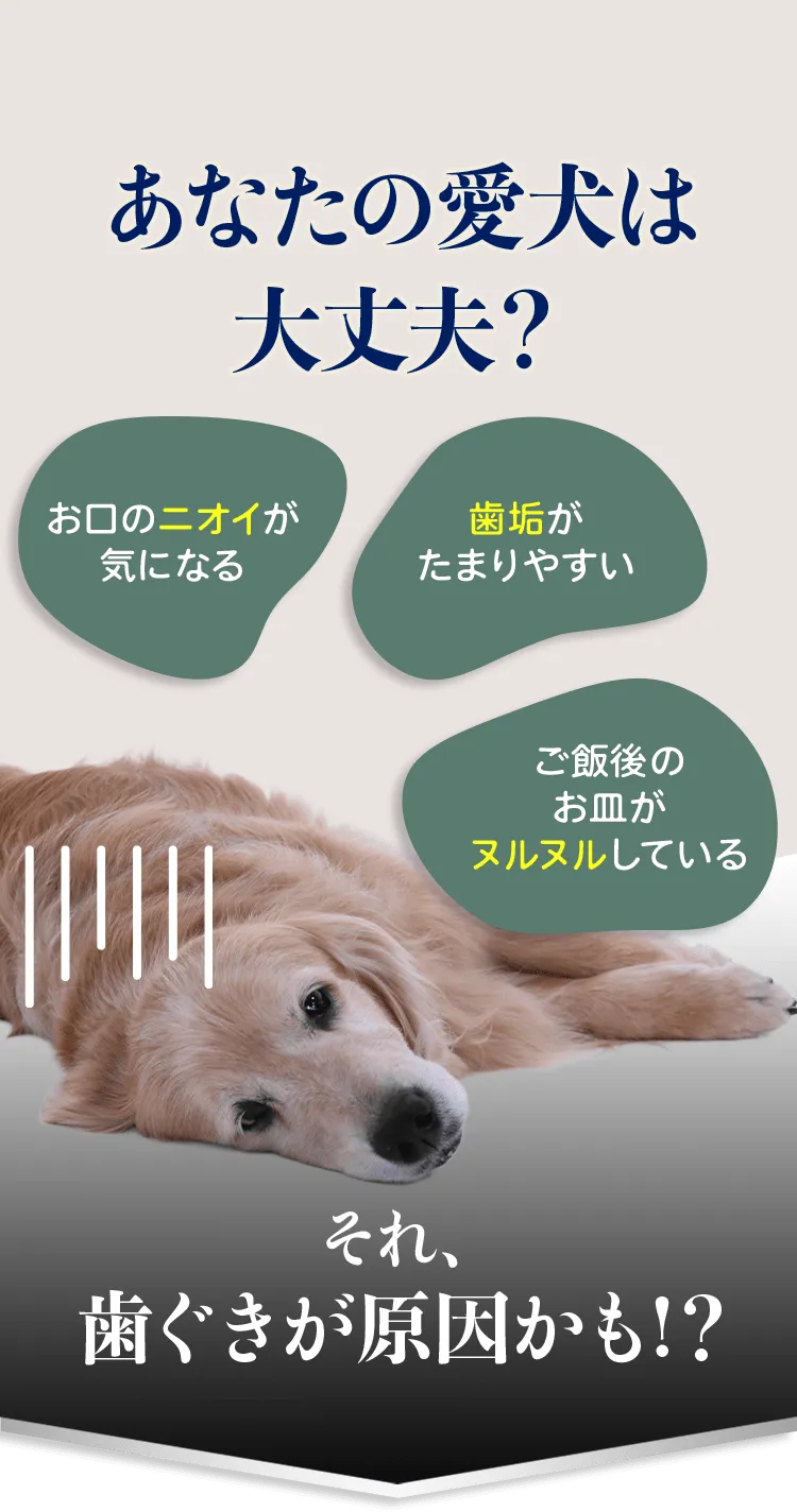 あなたの愛犬は大丈夫？ お口のニオイが気になる 歯垢がたまりやすい ご飯後のお皿がヌルヌルしている それ、歯ぐきが原因かも!？