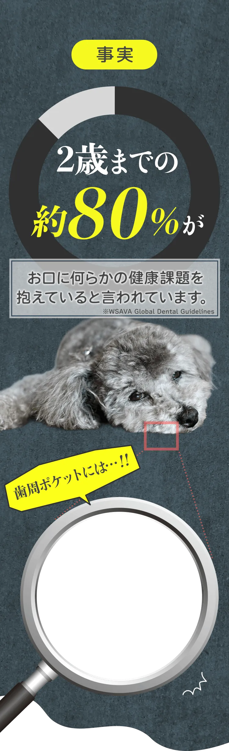 事実 2歳までの約80％が お口に何らかの健康課題を抱えていると言われています。※WSAVA Global Dental Guidelines 歯周ポケットには…！！