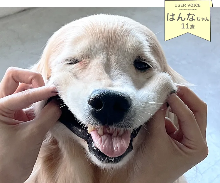 歯ぐきがキレイになってきている…！