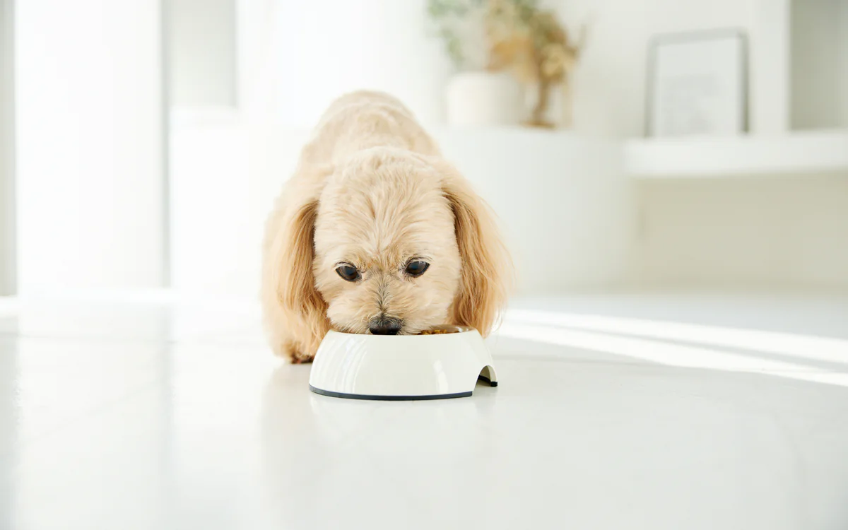 ご飯に混ぜたジェルに慣れる愛犬