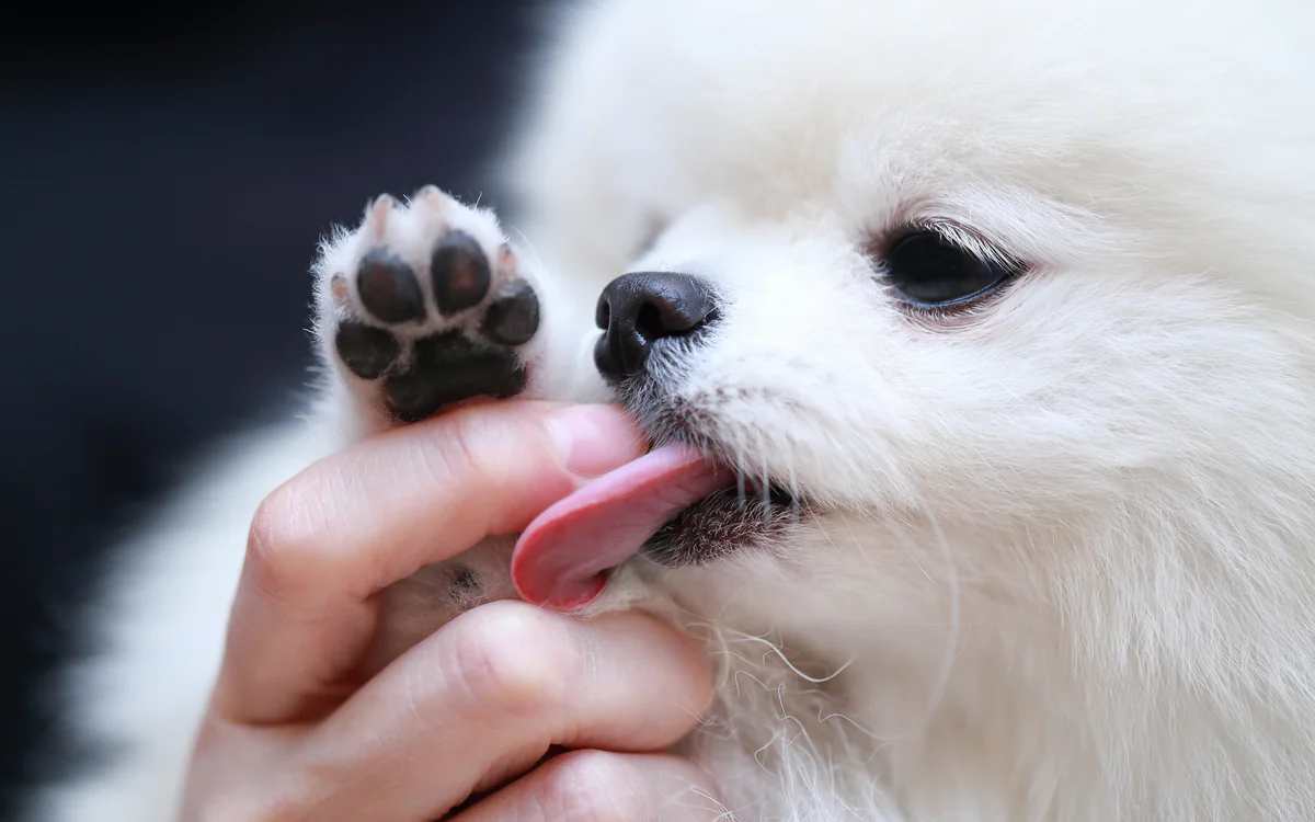 飼い主の指を舐める愛犬