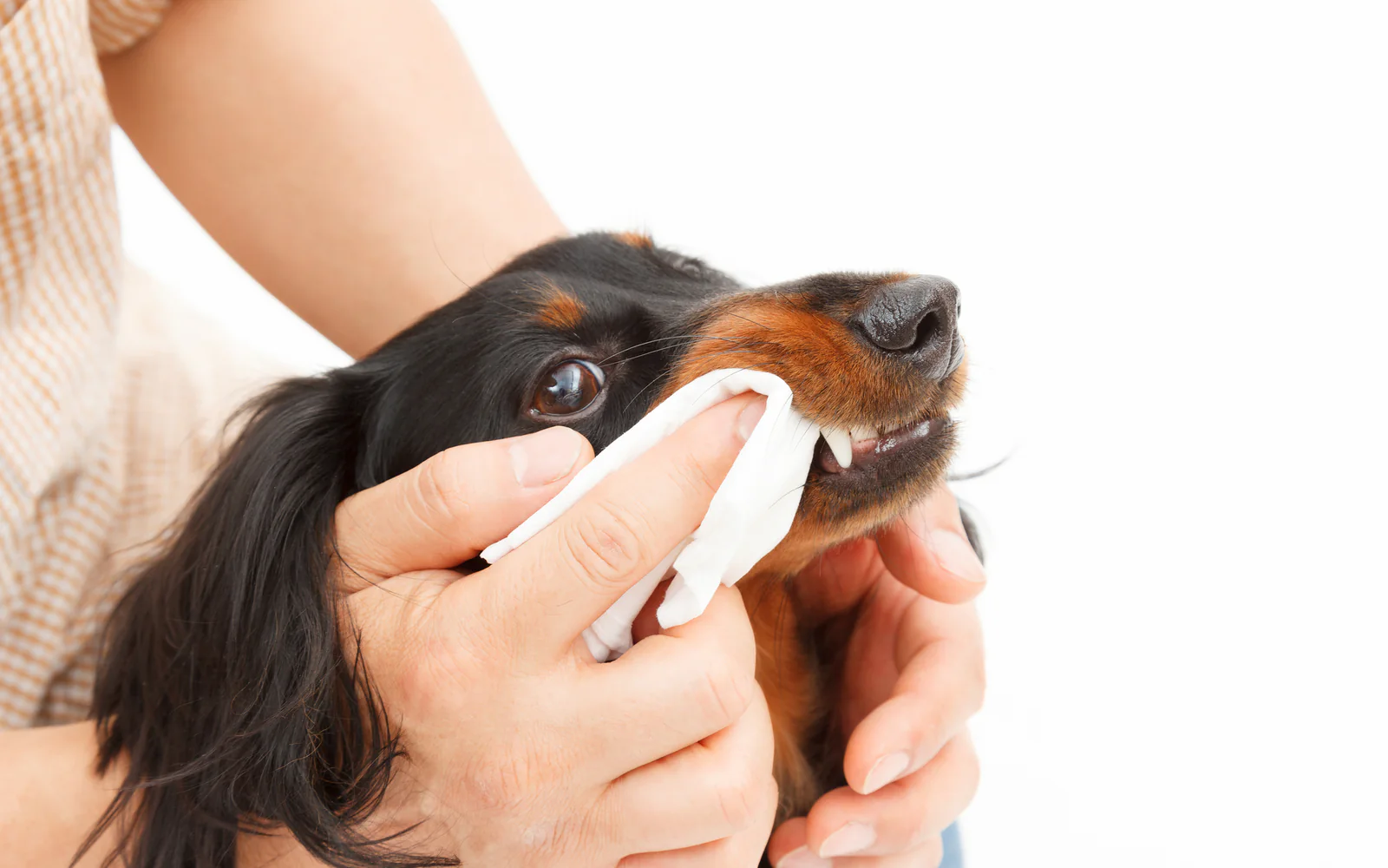 愛犬の歯をやさしくケアする様子