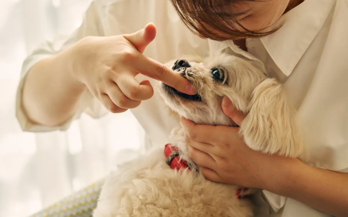 愛犬が指先のジェルを舐める様子