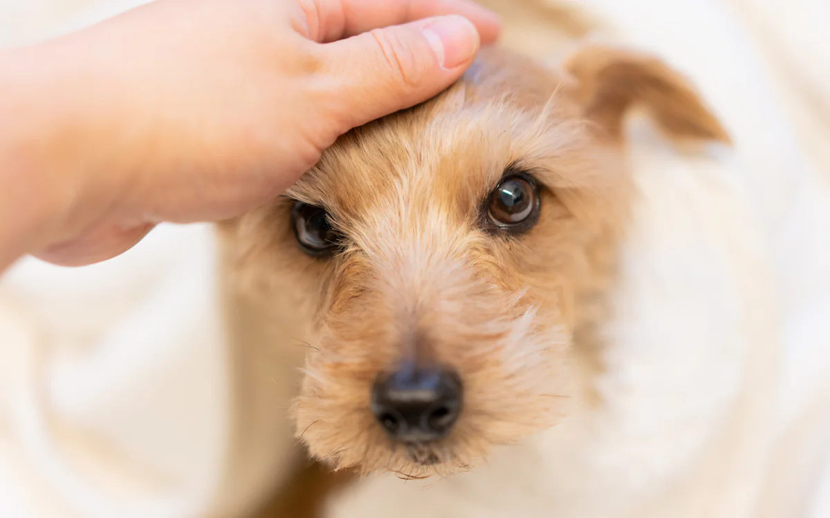 毎日続ける愛犬のケアのイメージ