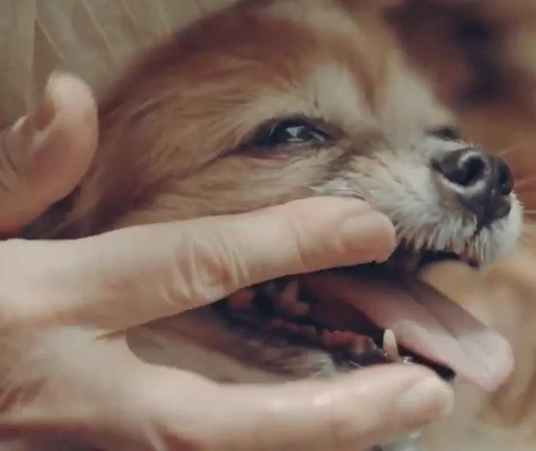 愛犬の歯ぐきへ指で塗る様子