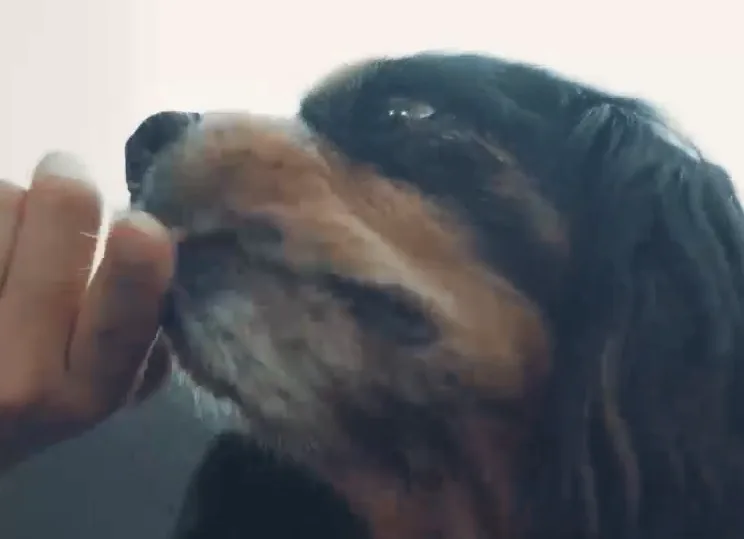 指に取ったハグキスマイルを愛犬が舐める様子