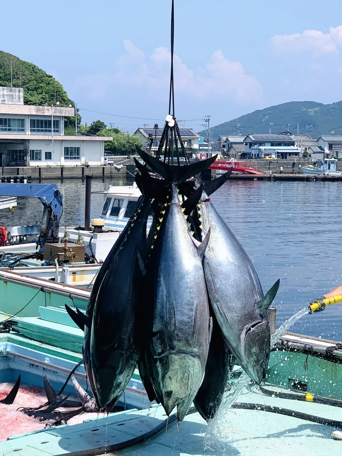 焼津港で水揚げされた天然マグロ