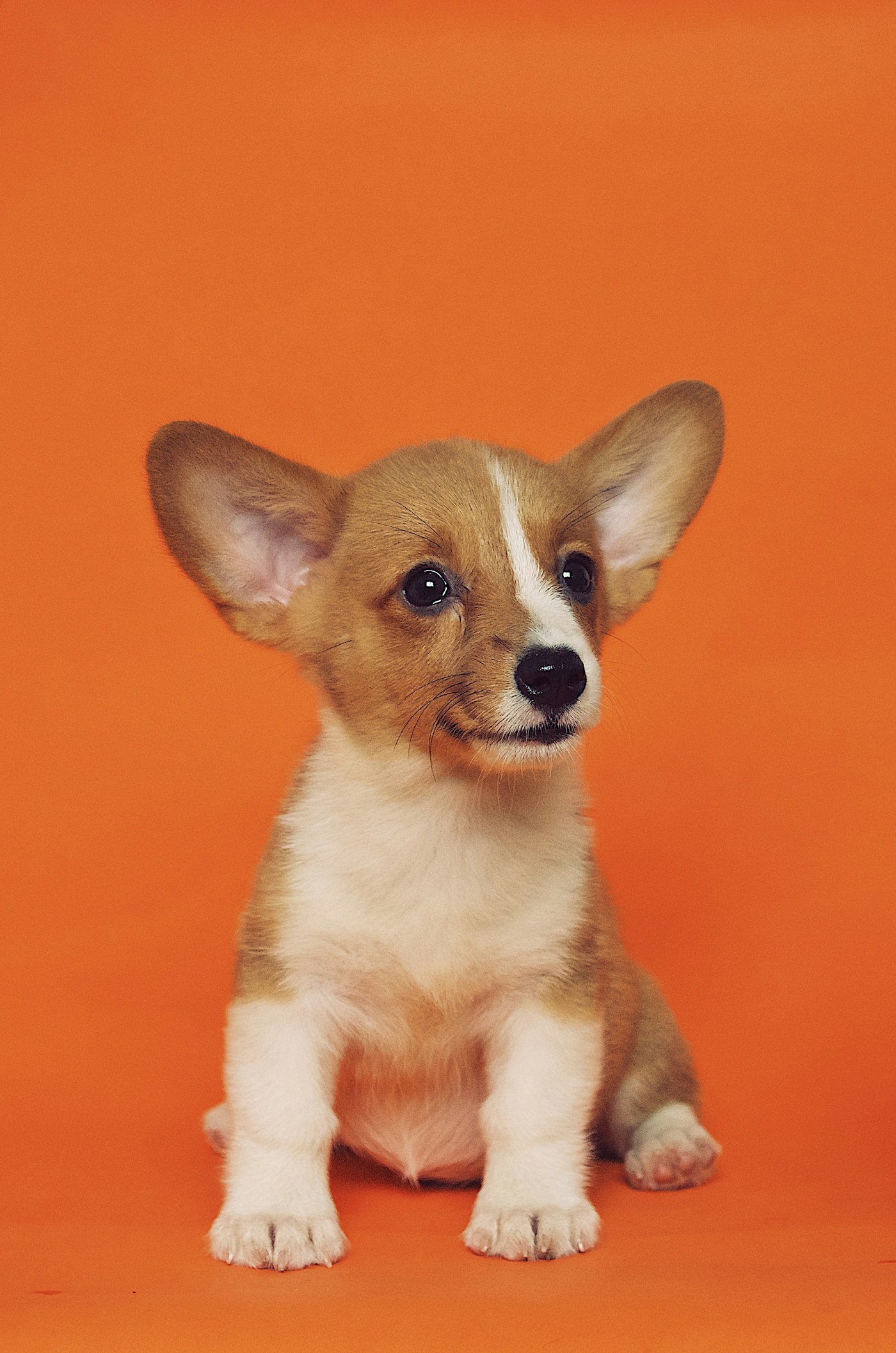 健やかな笑顔の愛犬