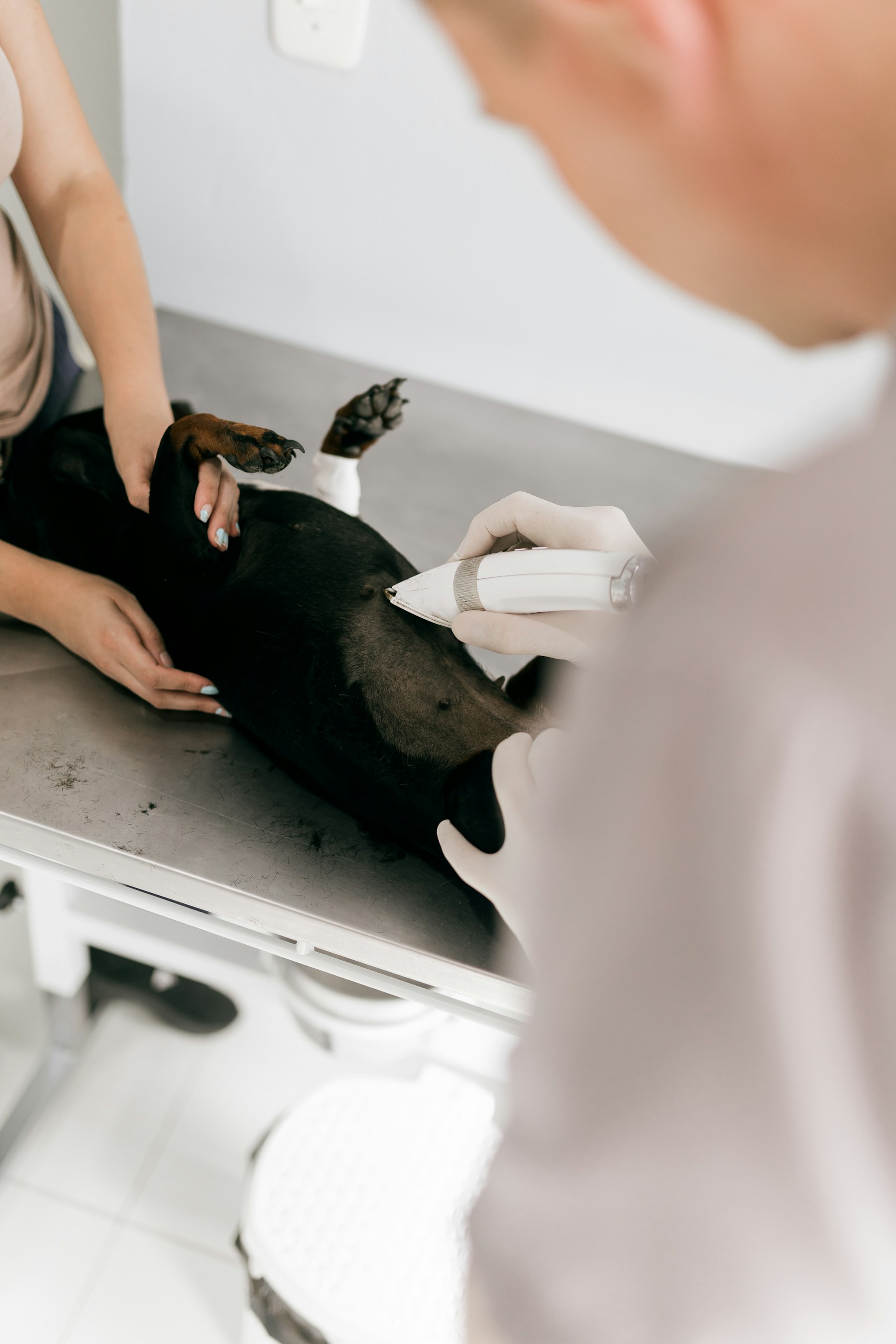 獣医師による愛犬の診察
