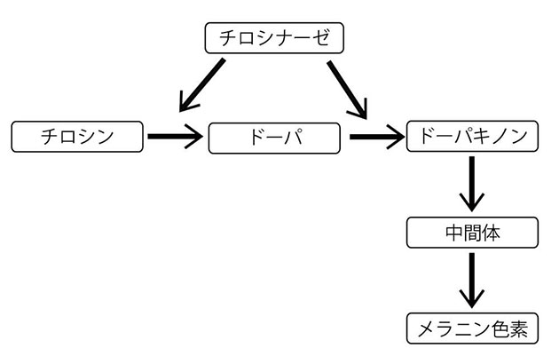 メラニン色素合成の代謝経路