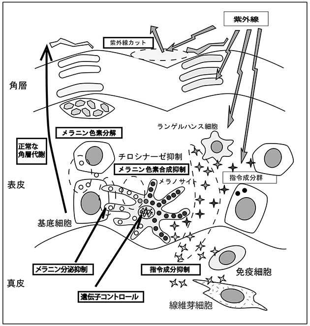 「サイトカイン」とは