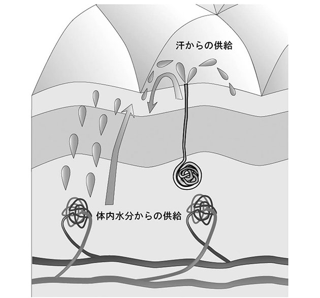 皮膚の自前の皮脂分泌機能