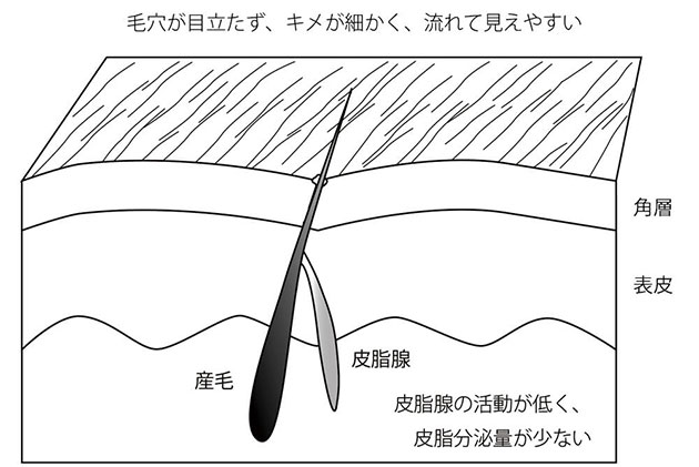 乾性肌の肌モデル図