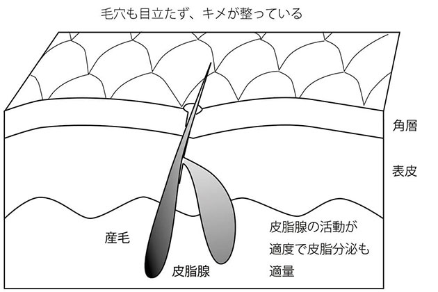 普通肌の肌モデル図
