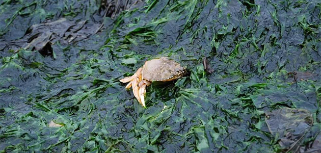カリウムの多い食べ物・食品ランキング