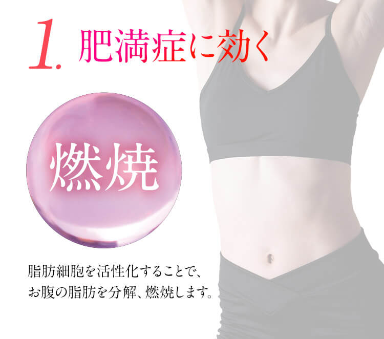 1.肥満症に効く 燃焼 脂肪細胞を活性化することで、お腹の脂肪を分解、燃焼します。