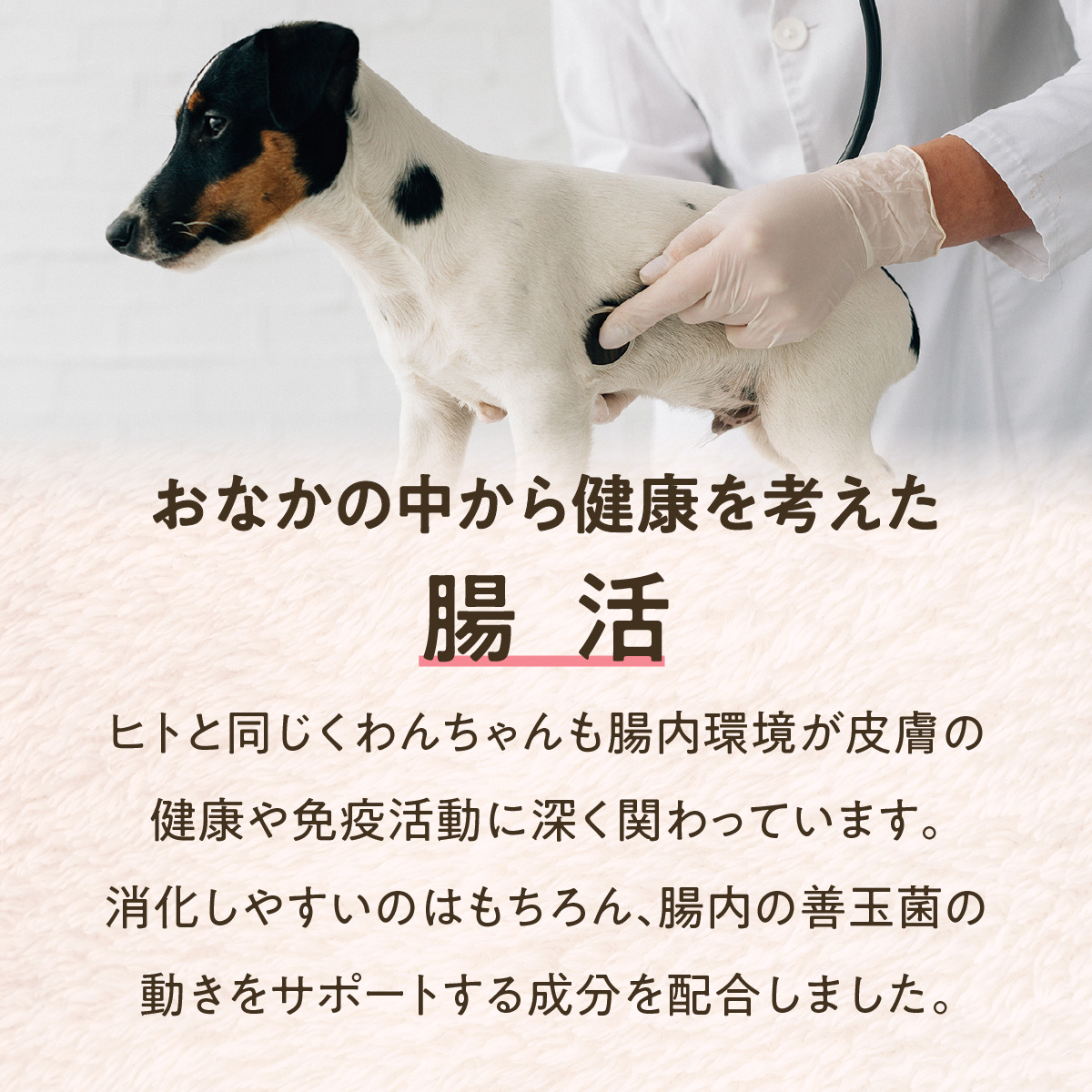 SOPRA プレミアムドッグフードの定期便　詰め替え用（160g）×5袋