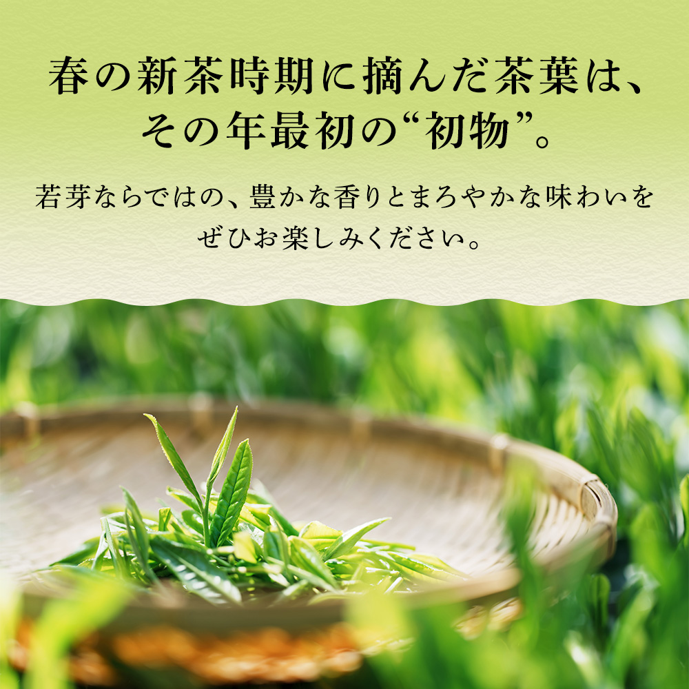 ■42％OFF 厳選がぶがぶ飲める深むしティーパック 2.5g×100個入 送料無料　