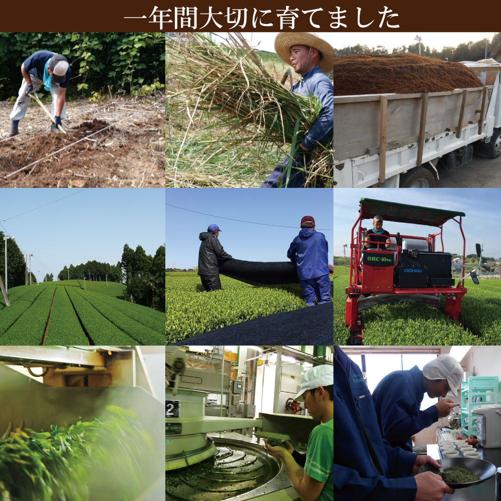 ■30％OFF 初摘・旬 3袋セット 新聞掲載 送料無料　