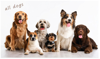 【漢方】馬肉ドッグフード800ｇ