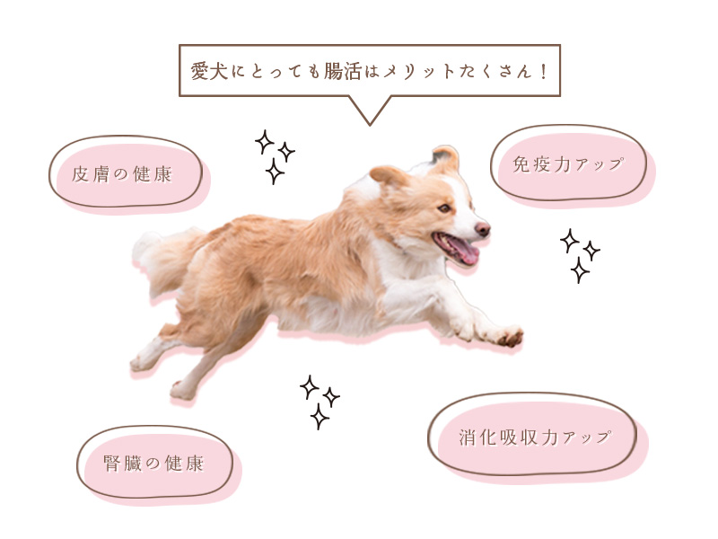 【漢方】馬肉ドッグフード800ｇ