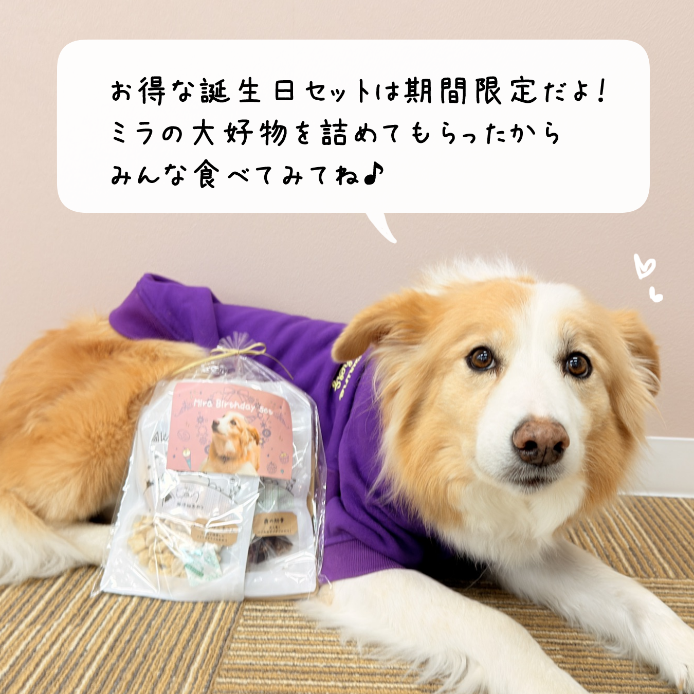 ミラ13歳セット