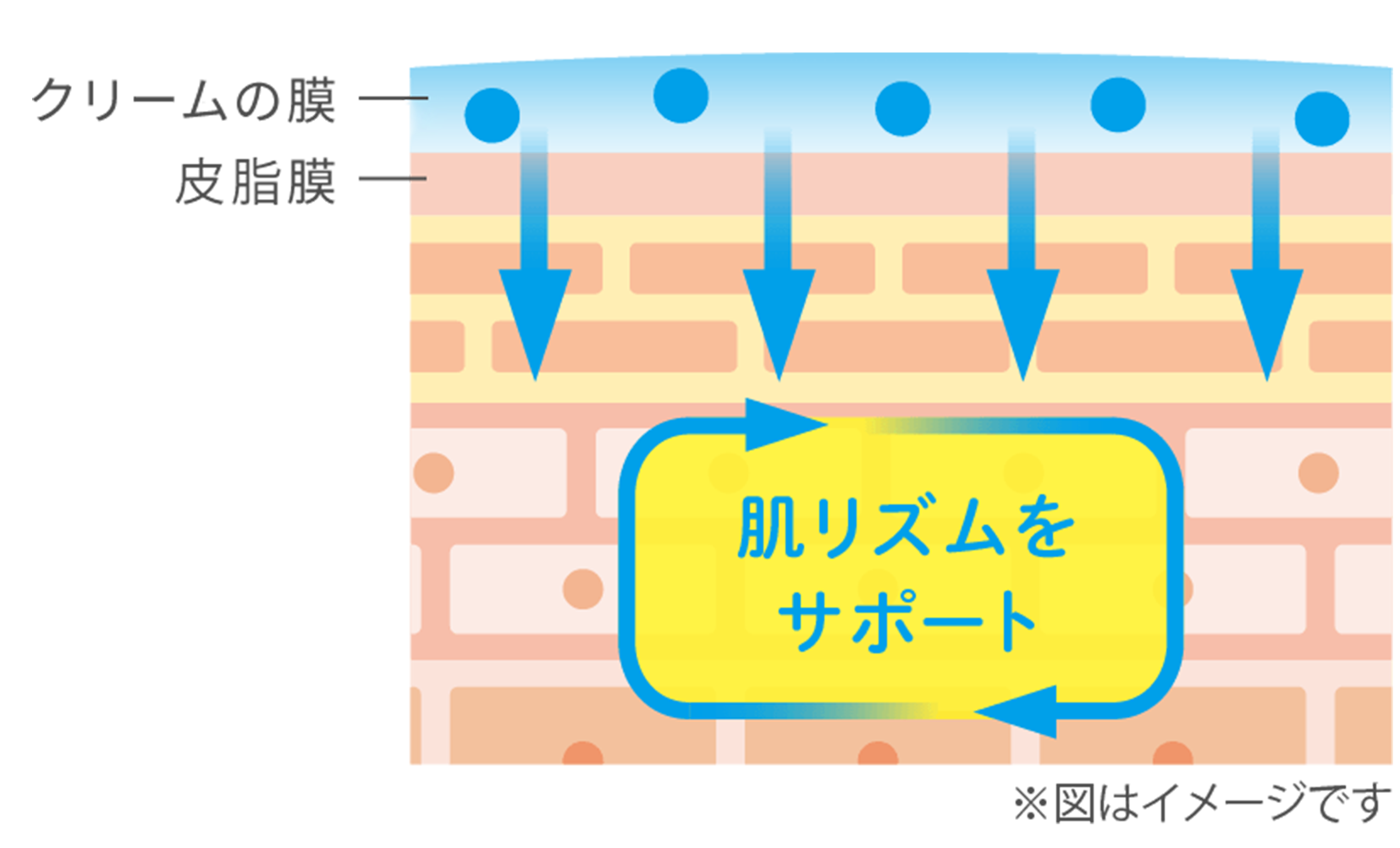 めぐりを高め、皮膚の調子をサポート。