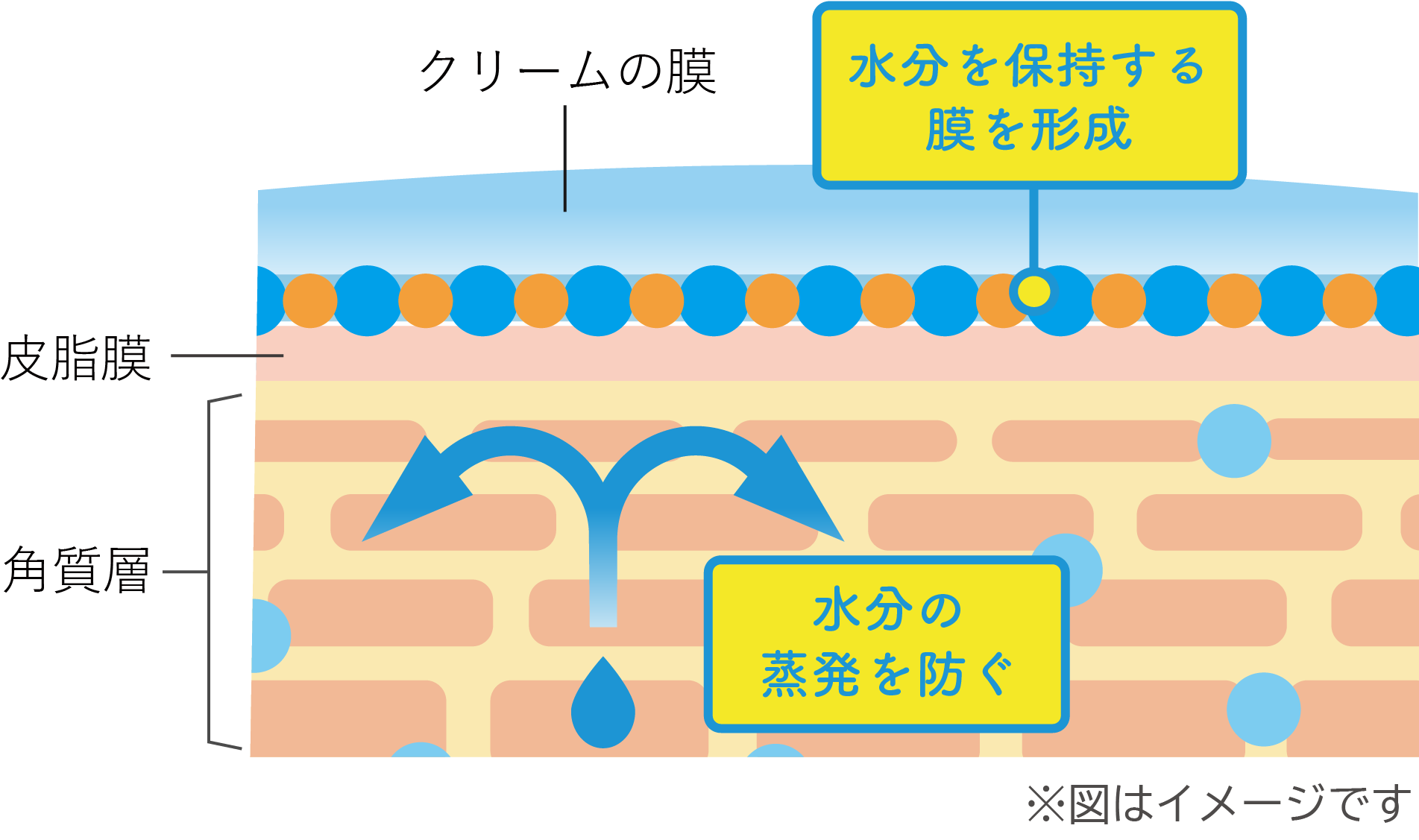 角質層表面の水分を保持し、、皮潤いをキープ