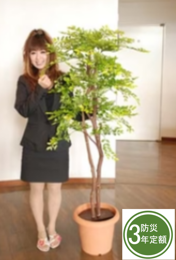 タスカルグリーン　TG-013