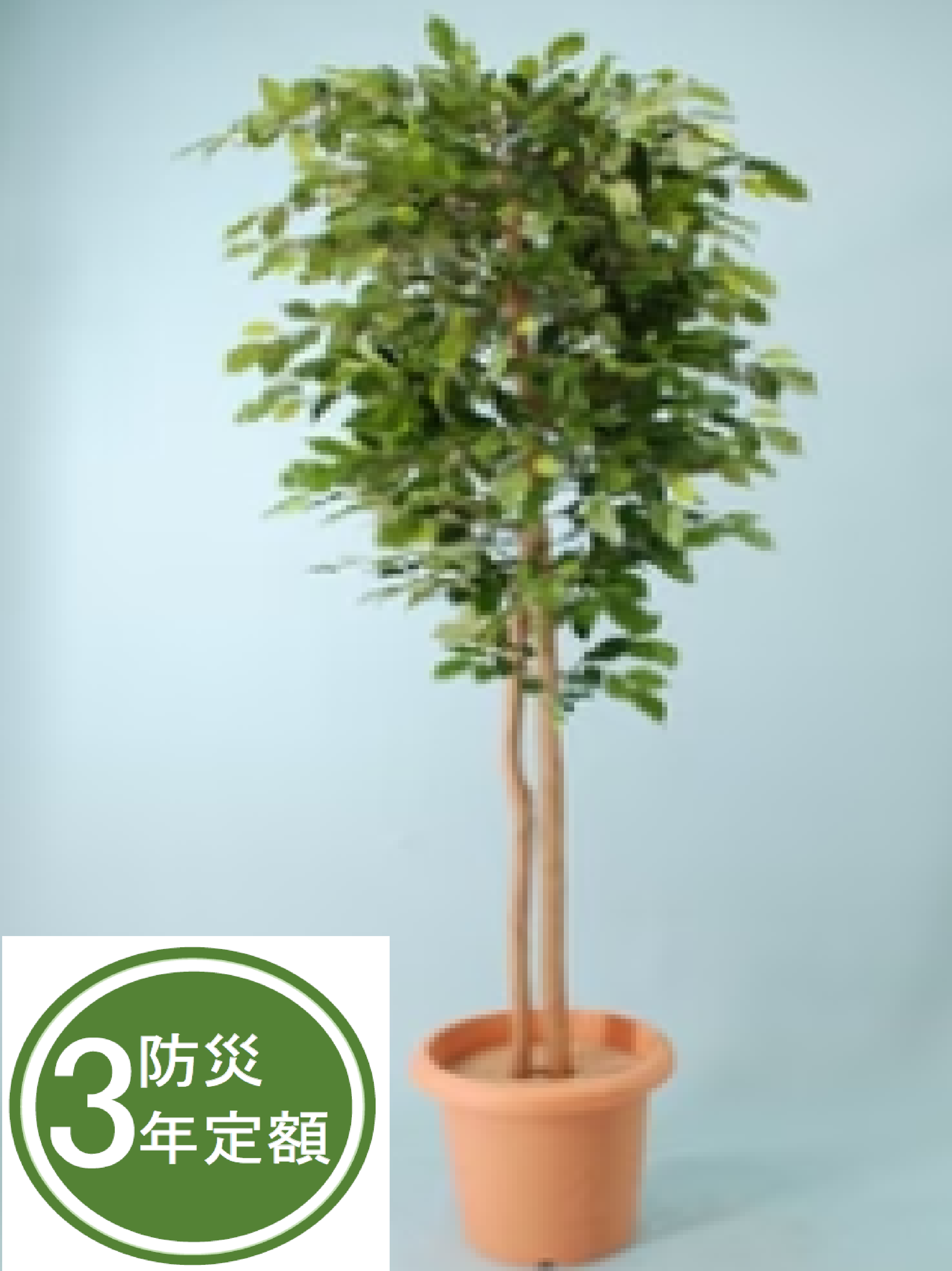 タスカルグリーン　TG-011