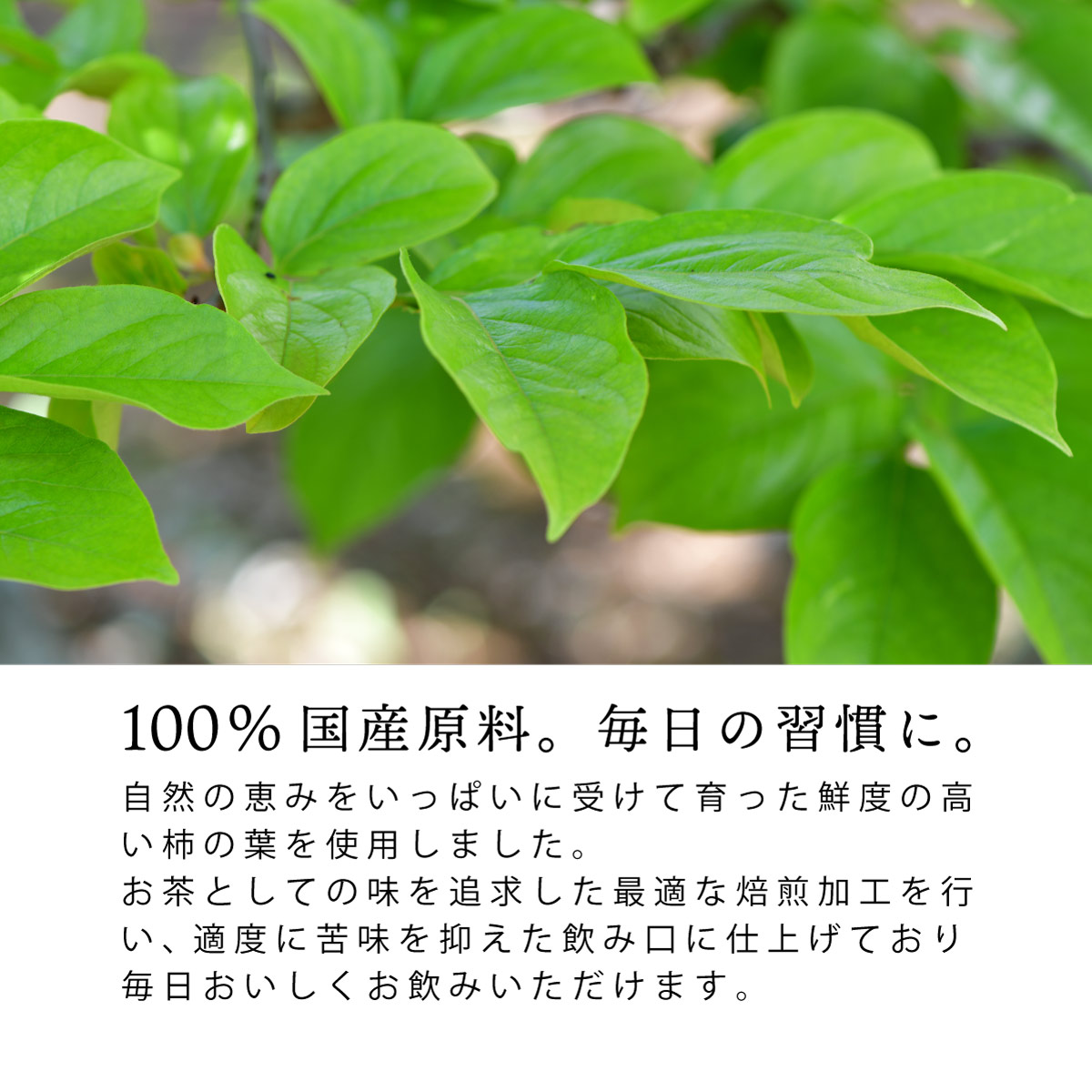 国産 柿の葉茶 ティーバッグ (2.5g×50包)
