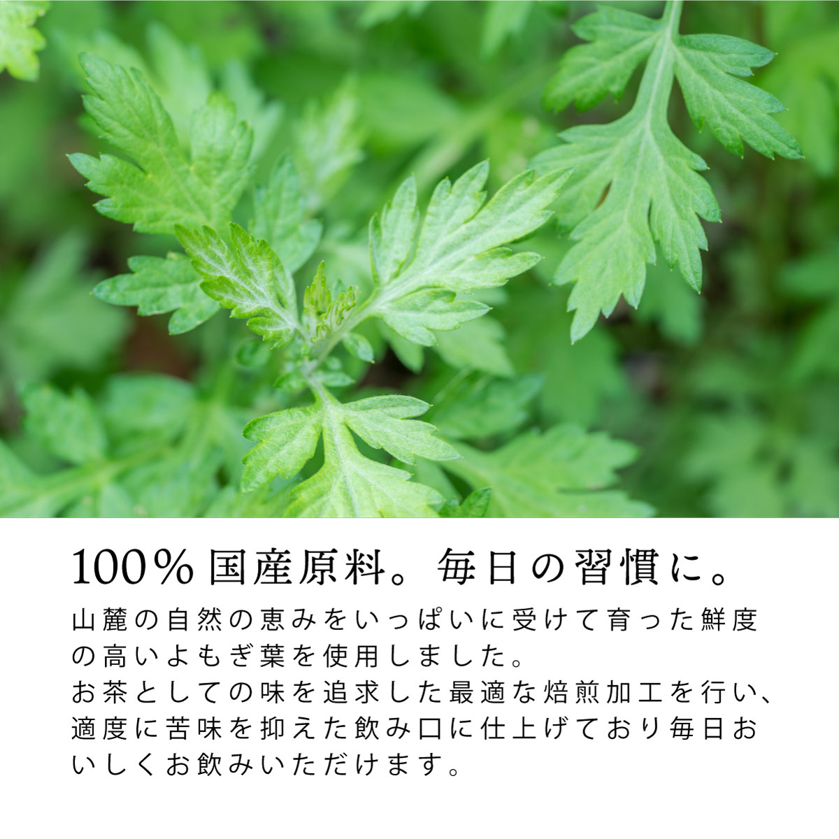 【定期便】国産 よもぎ茶 ティーバッグ (3g×50包)