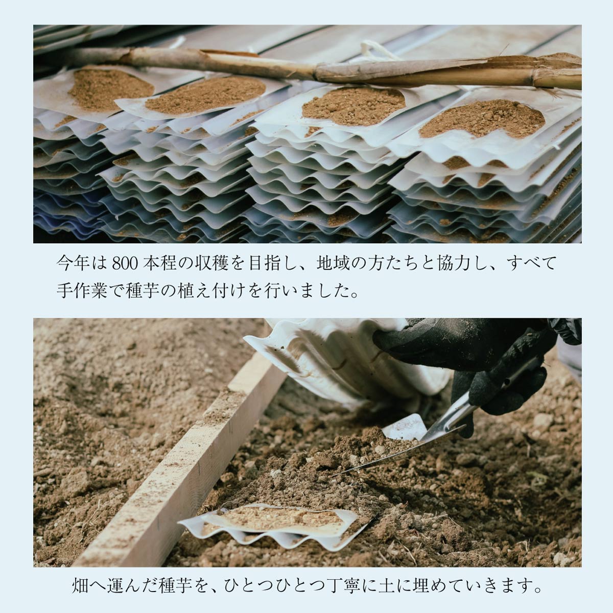 【ご予約承り中】自然薯 (約1kg)