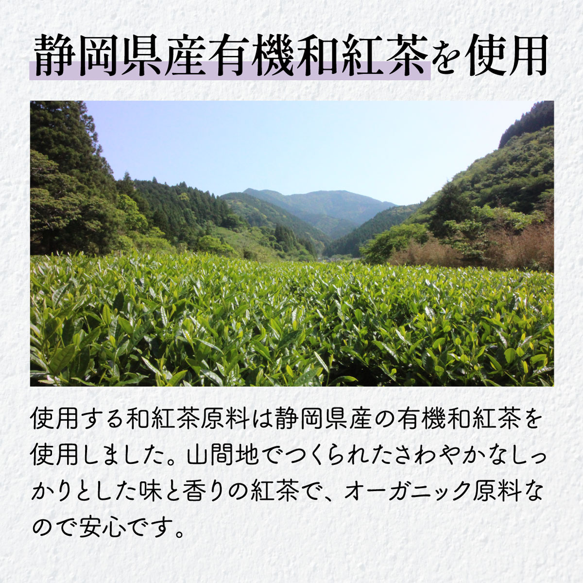 水出し和紅茶 ティーバッグ<5種> (3.8g×20包)