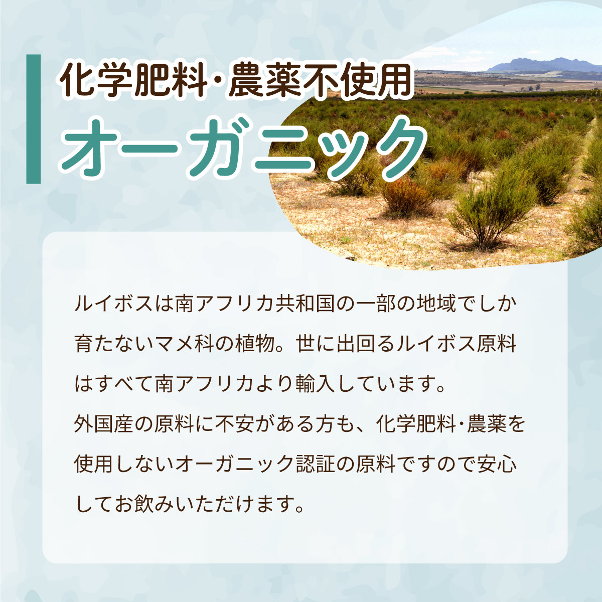 お徳用 オーガニックグリーンルイボスティー ティーバッグ  (2g×100包)
