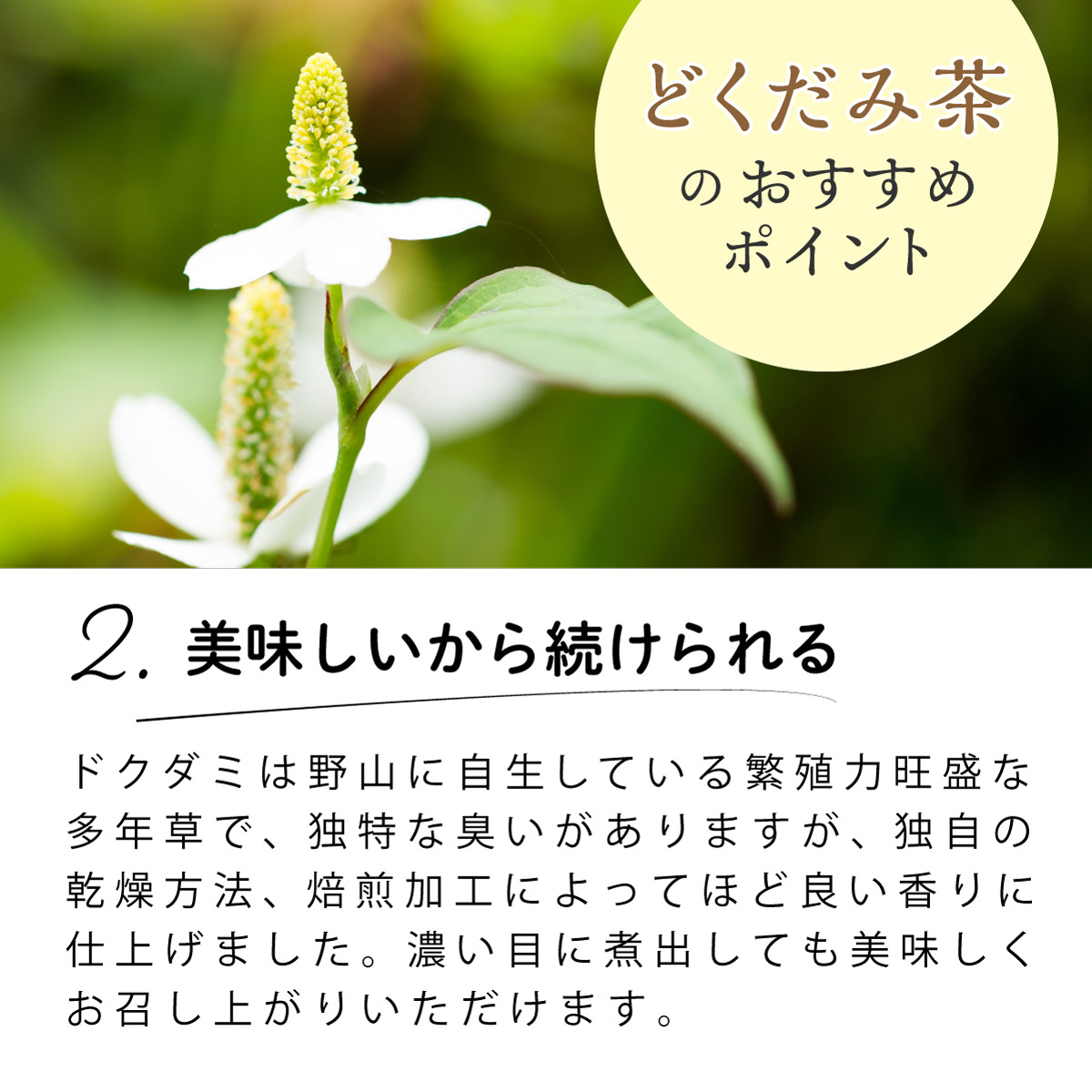 【定期便】国産 どくだみ茶 ティーバッグ (3g×50包)