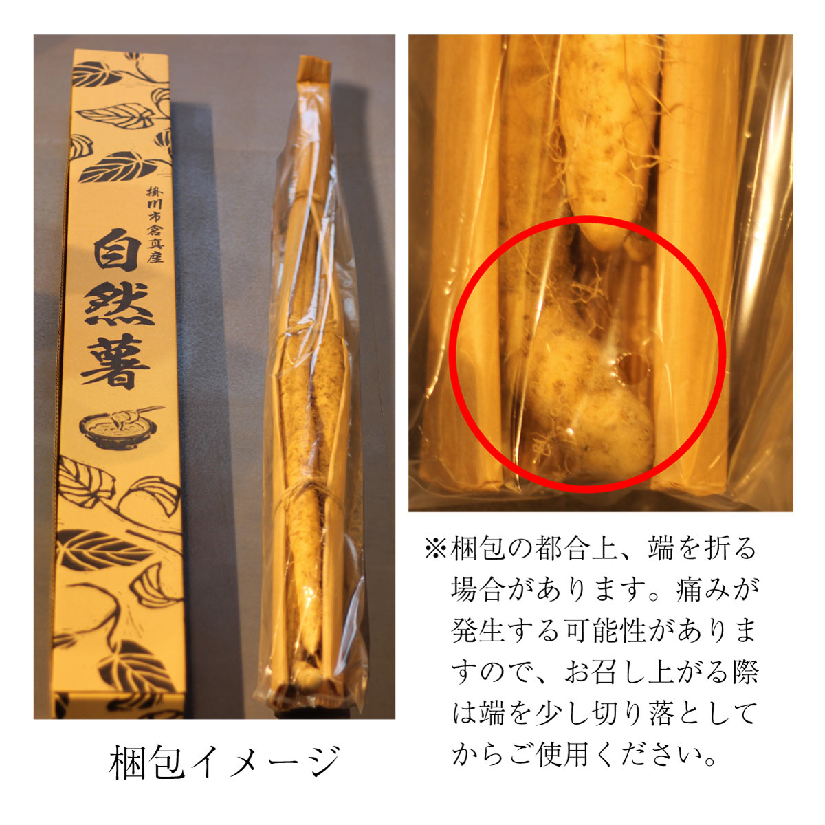 【ご予約承り中】自然薯 (約1kg)