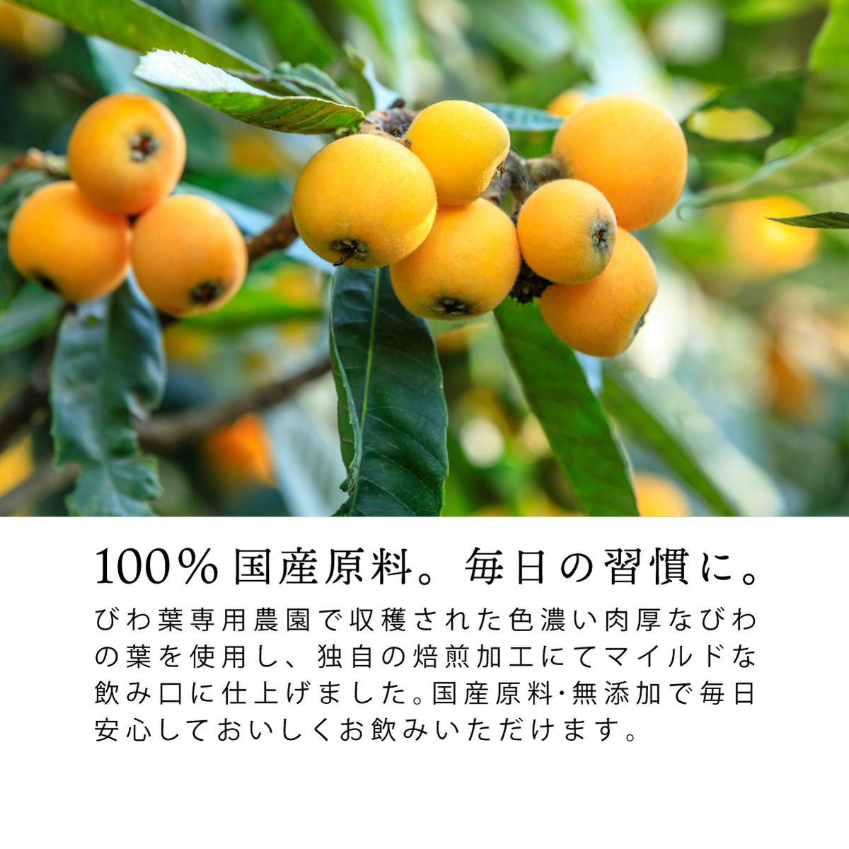 【定期便】国産 びわ茶 ティーバッグ (3g×50包)