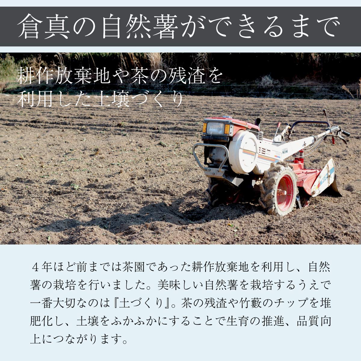 【ご予約承り中】自然薯 (約1kg)