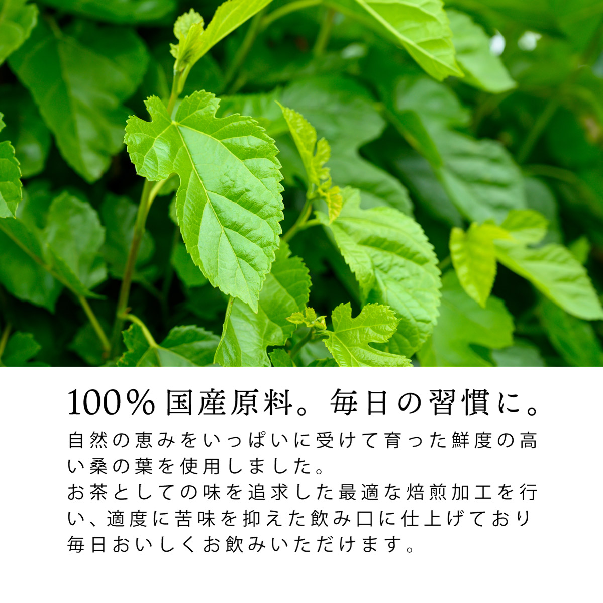 国産 桑の葉茶 ティーバッグ (2.5g×50包)