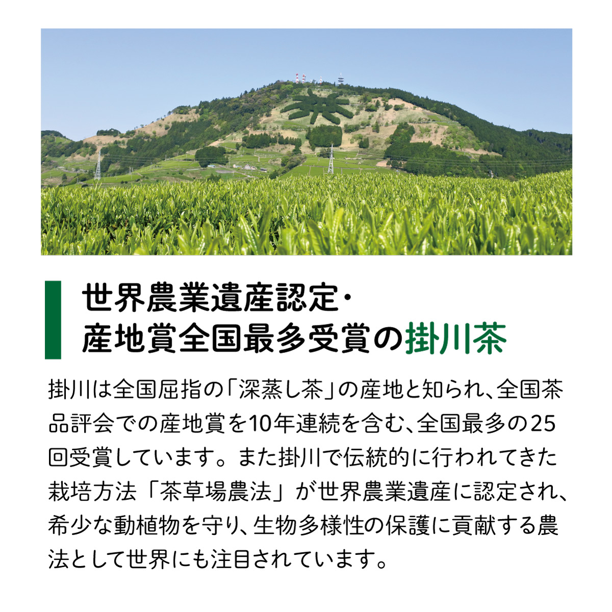 静岡県産 べにふうき ティーバッグ (2.5g×100包)