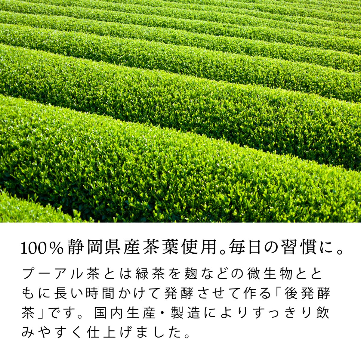 国産 プーアル茶 ティーバッグ (5g×30包)